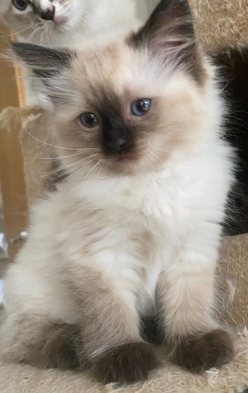 Beautiful Pedigree GCCF Registered Ragdoll Kittens for sale in Salisbury, Wiltshire | Image 3