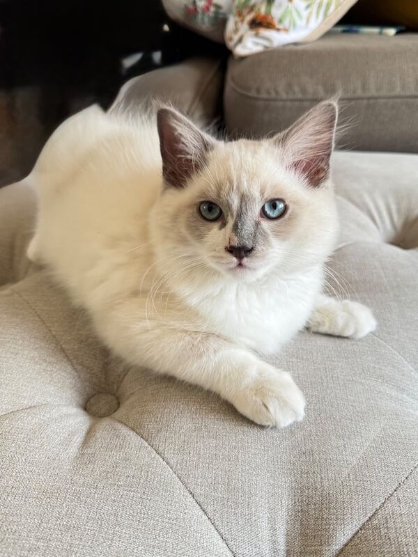 Ragdoll kittens for sale in Romford, Greater London – 3 months old