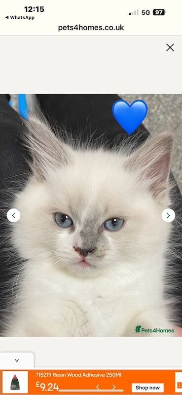 Ragdoll kittens for sale in Romford, Greater London – 3 months old - Image 2 of 3