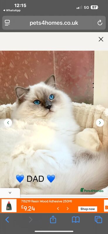 Ragdoll kittens for sale in Romford, Greater London – 3 months old - Image 3 of 3