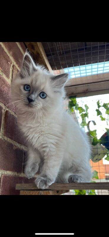 Ragdoll kittens for sale in Maldon, Essex – 11 weeks old
