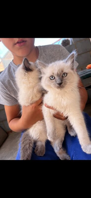 Ragdoll kittens for sale in Maldon, Essex – 11 weeks old - Image 2 of 3