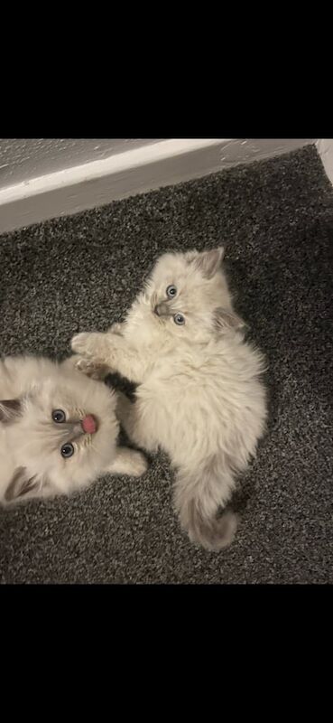 Ragdoll kittens for sale in Maldon, Essex – 11 weeks old - Image 3 of 3