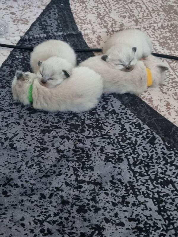 Beautiful pure breed Ragdoll kittens