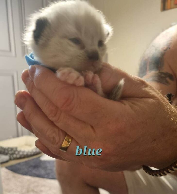 Beautiful pure breed Ragdoll kittens - Image 2 of 4