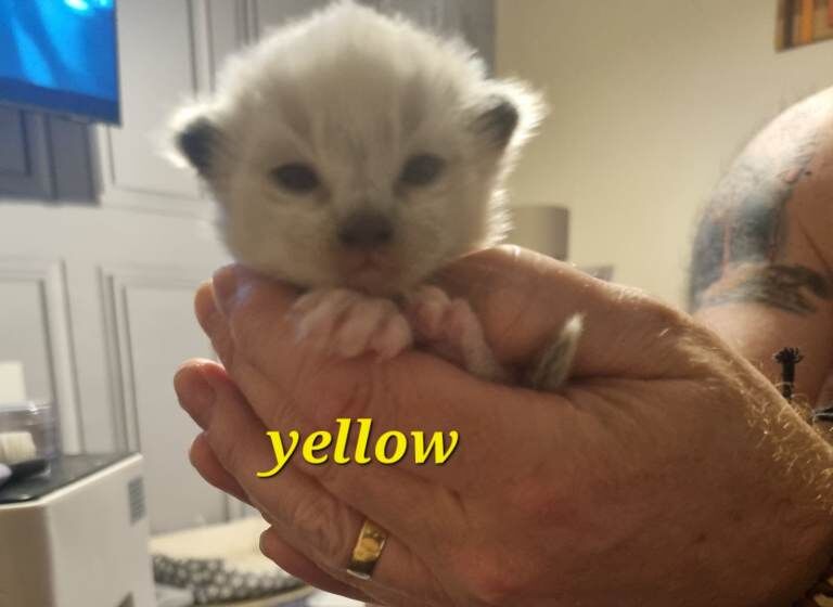 Beautiful pure breed Ragdoll kittens - Image 3 of 4