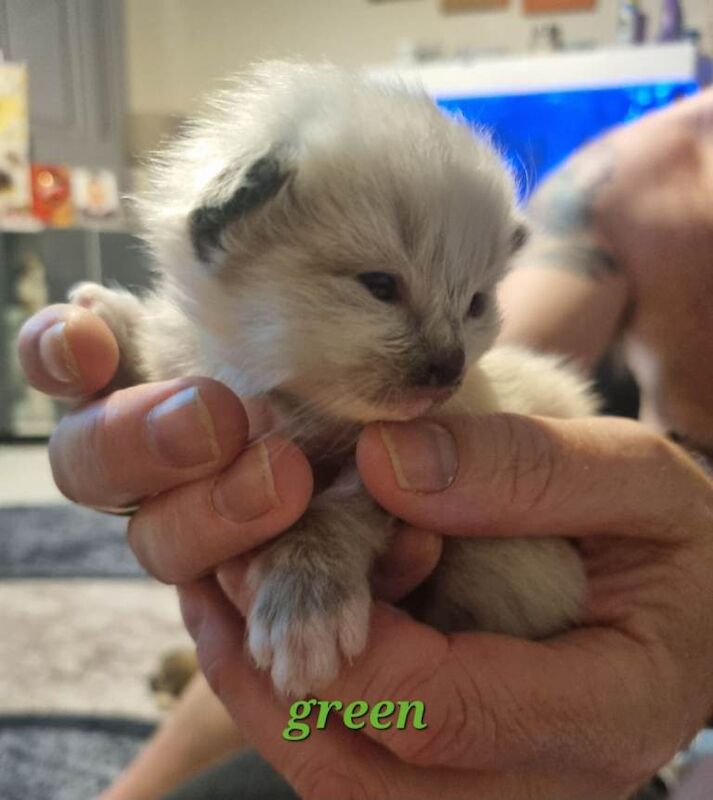 Beautiful pure breed Ragdoll kittens - Image 4 of 4