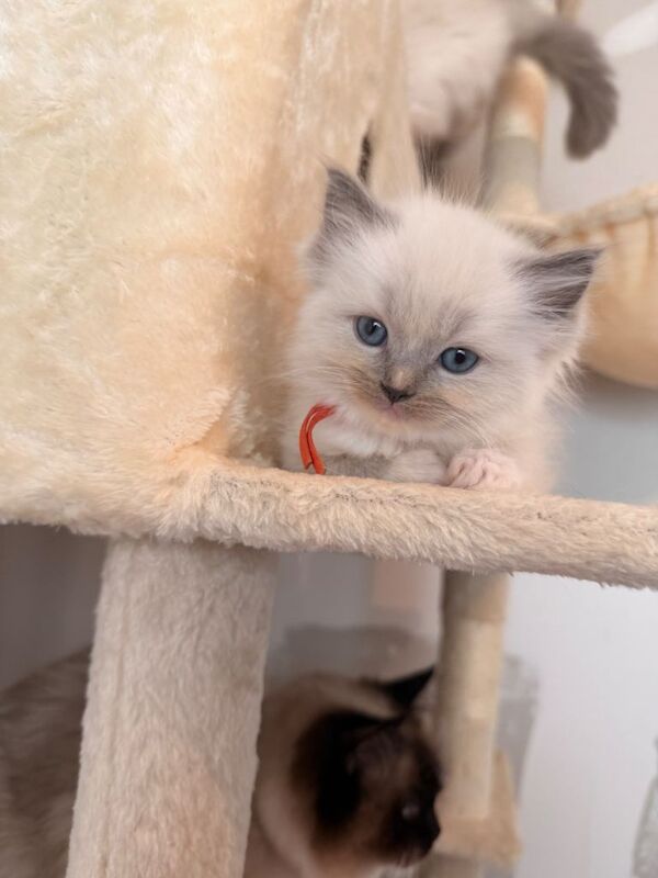Beautiful pure breed ragdoll kittens 30th April ready