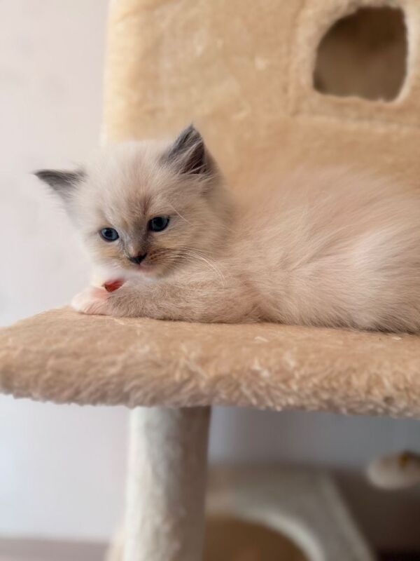 Beautiful pure breed ragdoll kittens 30th April ready - Image 2 of 6