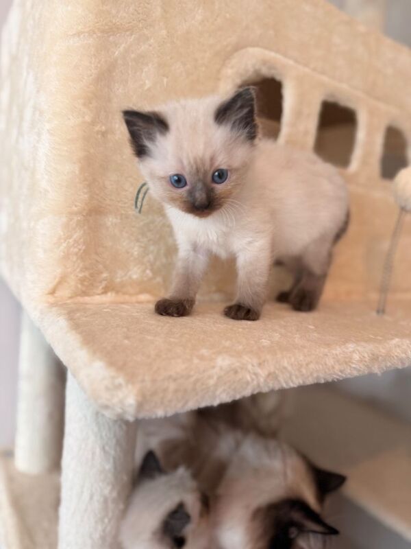 Beautiful pure breed ragdoll kittens 30th April ready - Image 3 of 6