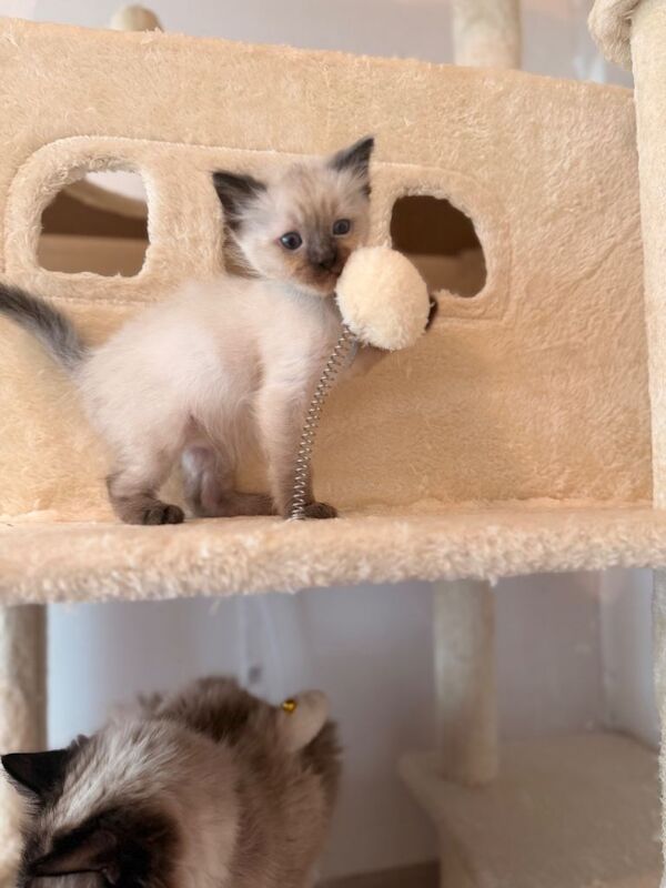 Beautiful pure breed ragdoll kittens 30th April ready - Image 4 of 6