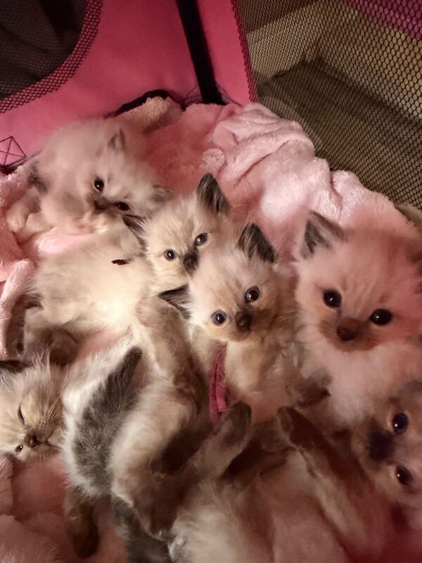 Beautiful pure breed ragdoll kittens 30th April ready - Image 5 of 6