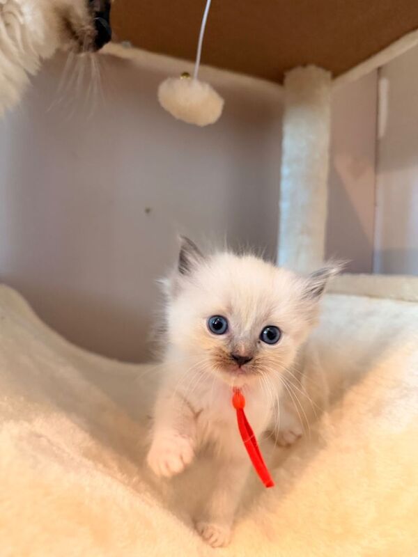 Beautiful pure breed ragdoll kittens 30th April ready - Image 6 of 6