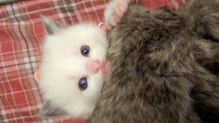 Ragdoll kittens for sale in Dolwyddelan, Clwyd – 6 weeks old