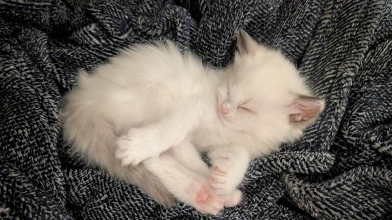 Ragdoll kittens for sale in Dolwyddelan, Clwyd – 7 weeks old - Image 2 of 3