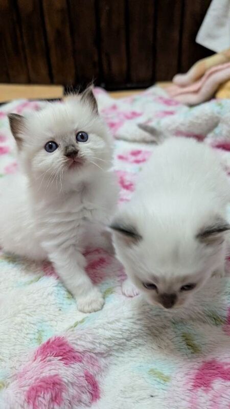 Ragdoll kittens for sale in Dolwyddelan, Clwyd – 7 weeks old - Image 3 of 3