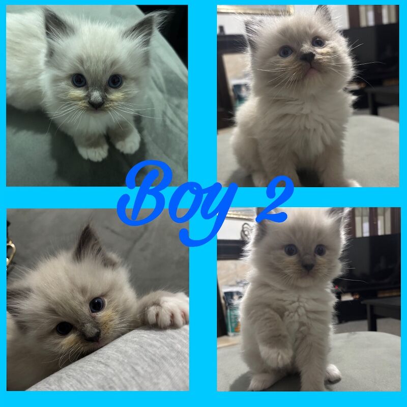 Beautiful Pure Ragdoll Kittens – Boys