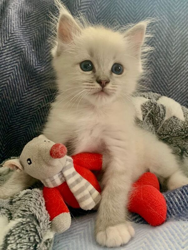 Beautiful purebred Ragdoll kitten