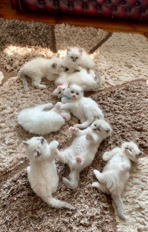 Ragdoll kittens for sale in Ramsgate, Kent – 6 weeks old