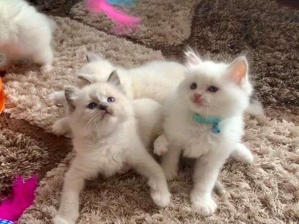 Ragdoll kittens for sale in Ramsgate, Kent – 6 weeks old - Image 2 of 3