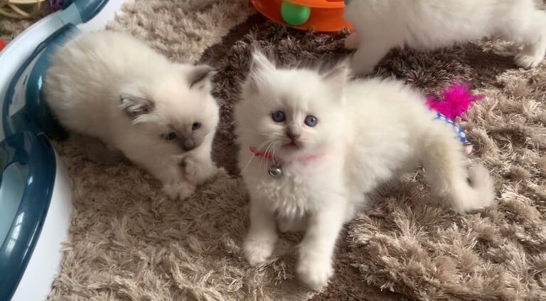 Ragdoll kittens for sale in Ramsgate, Kent – 6 weeks old - Image 3 of 3
