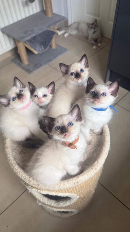 Beautiful Purebred Ragdoll Kittens – Ready for Loving Homes