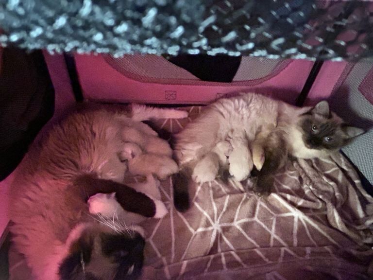 Ragdoll Kittens For Sale