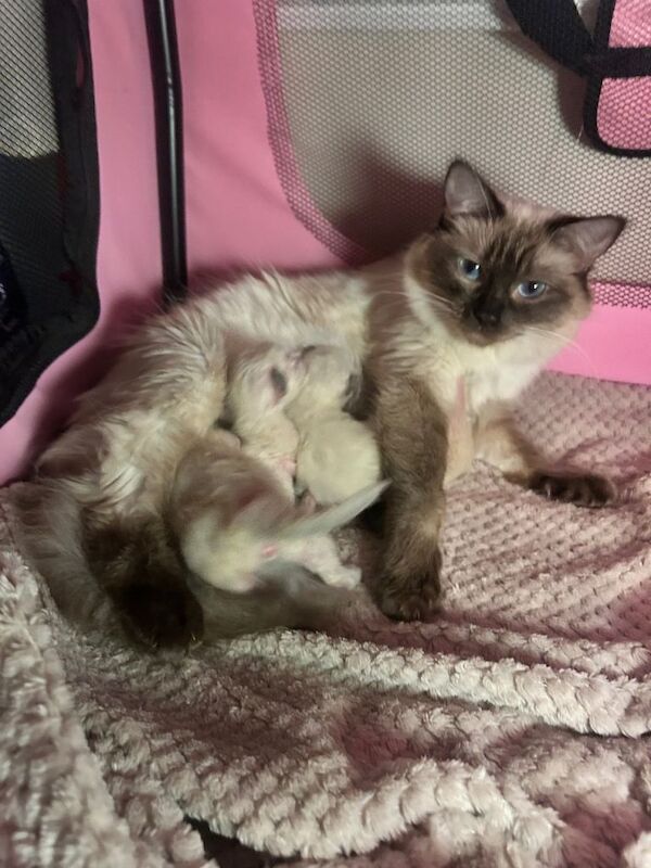 Beautiful Purebreed Ragdoll kittens - Image 2 of 3