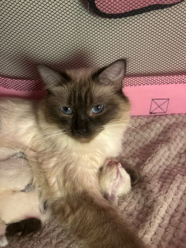 Beautiful Purebreed Ragdoll kittens - Image 3 of 3