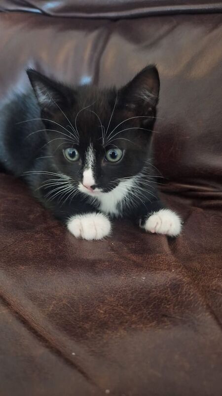 Ragdoll kittens for sale in Perth, Perth and Kinross – 8 weeks old