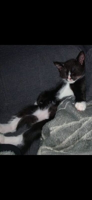 Ragdoll kittens for sale in Perth, Perth and Kinross – 8 weeks old - Image 2 of 3