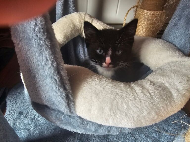 Ragdoll kittens for sale in Perth, Perth and Kinross – 8 weeks old - Image 3 of 3