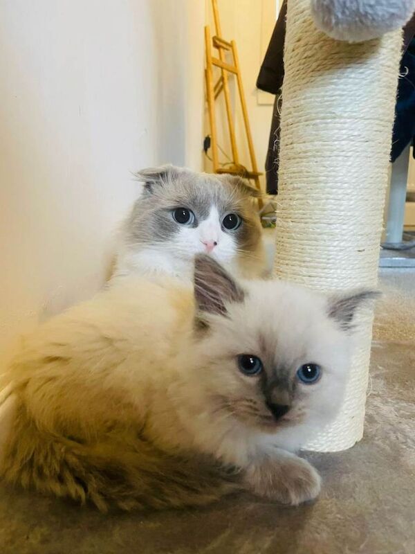 Ragdoll Kittens For Sale