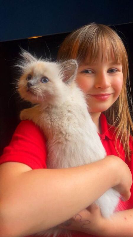 Beautiful Rag doll kitten - Image 2 of 2