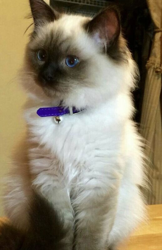 Beautiful ragdoll