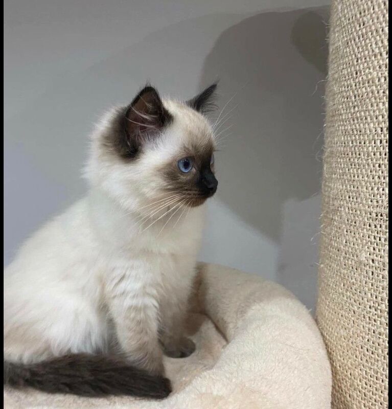 Beautiful ragdoll - Image 2 of 3