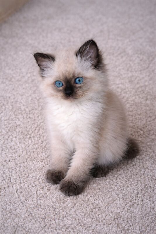 Beautiful ragdoll - Image 3 of 3