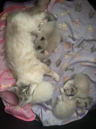 Beautiful ragdoll babies for sale in Doncaster, South Yorkshire