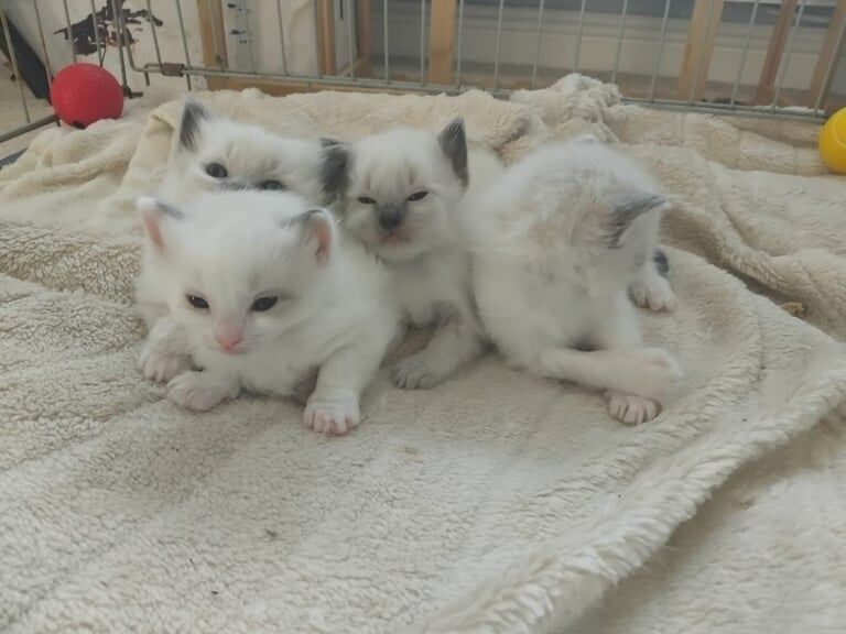 Ragdoll kittens for sale in Armadale, West Lothian – 4 weeks old