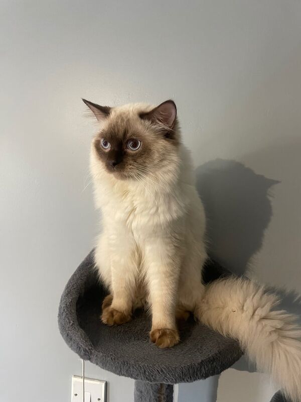 Beautiful ragdoll cat 1 year old for sale in Uxbridge, Greater London