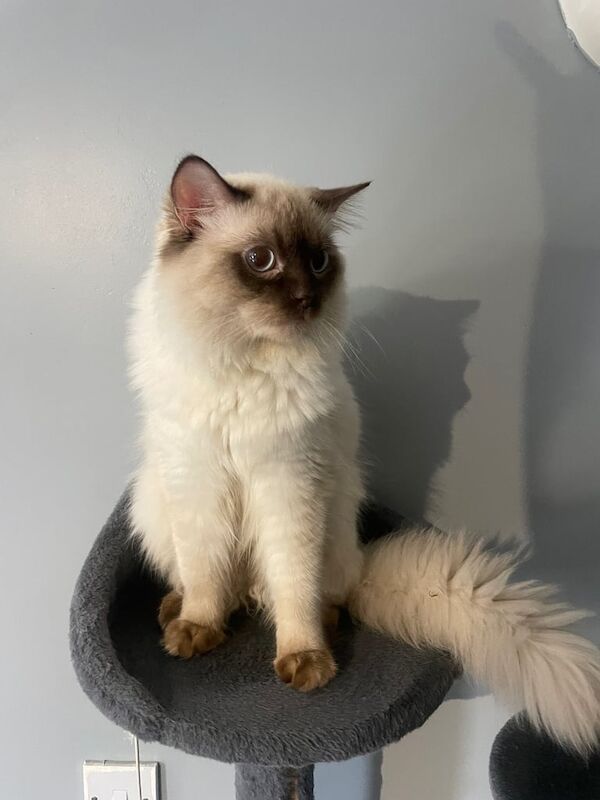 Beautiful ragdoll cat 1 year old for sale in Uxbridge, Greater London | Image 2