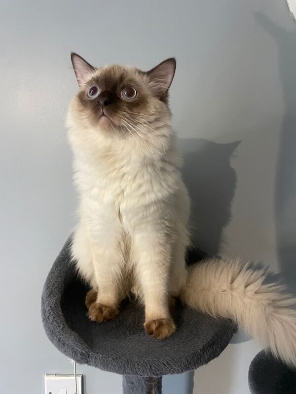 Beautiful ragdoll cat 1 year old for sale in Uxbridge, Greater London | Image 3