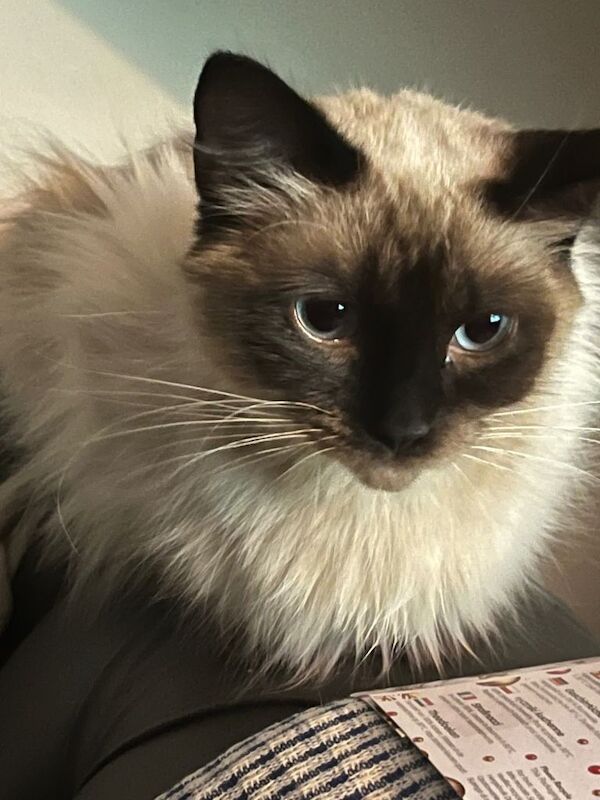 Ragdoll Kittens For Sale Under £300