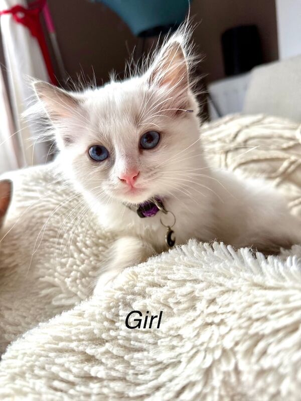 Ragdoll kittens for sale in Heathrow, London – 10 weeks old - Image 2 of 3