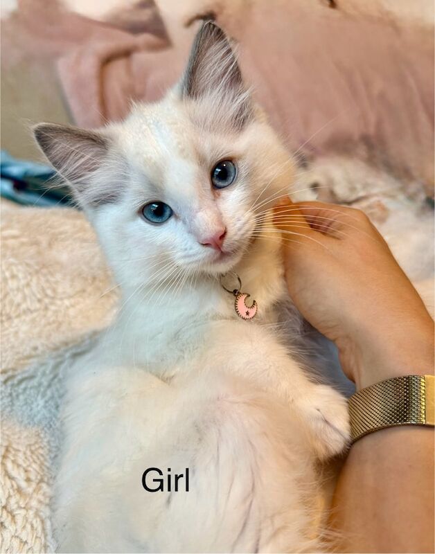 Ragdoll kittens for sale in Heathrow, London – 10 weeks old - Image 3 of 3