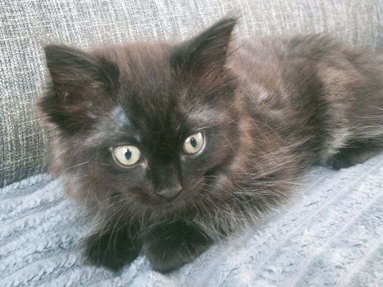 Ragdoll kittens for sale in Perth, Perth and Kinross – 10 weeks old