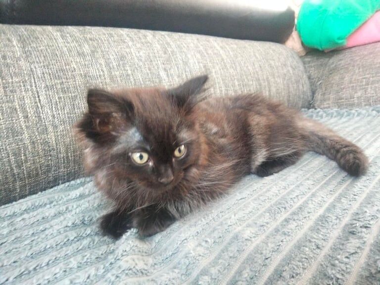 Ragdoll kittens for sale in Perth, Perth and Kinross – 10 weeks old - Image 2 of 3