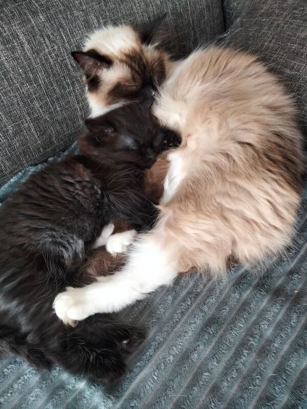 Ragdoll kittens for sale in Perth, Perth and Kinross – 10 weeks old - Image 3 of 3
