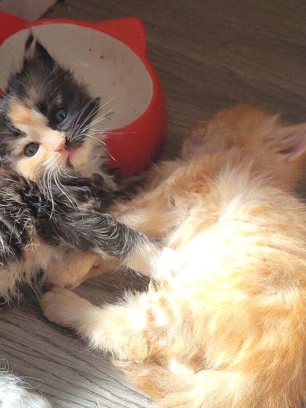 Ragdoll kittens for sale in Hailsham, East Sussex – 8 months old - Image 2 of 3