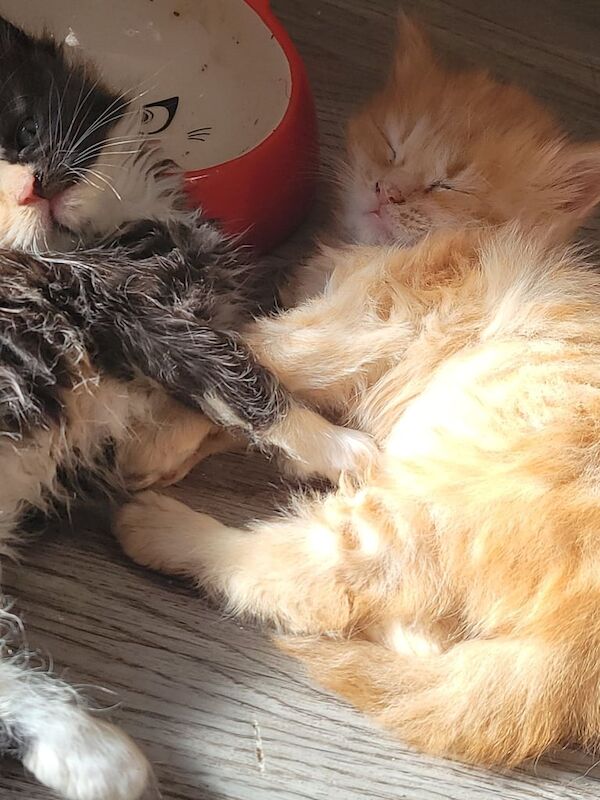 Ragdoll kittens for sale in Hailsham, East Sussex – 8 months old - Image 3 of 3